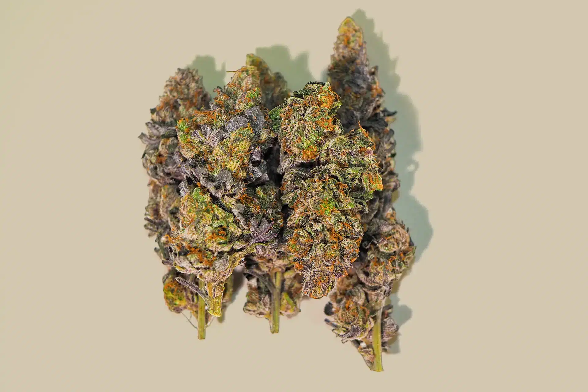 A close-up of dense Tom & Berry cannabis buds with purple and green coloring and orange pistils